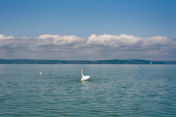 Mute swan (Cygnus olor) stretching its wings on a Balaton lake
