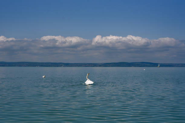 A beautiful view over Lake Geneva from Preverenges towards Morges, Switzerland, with swans in the foreground