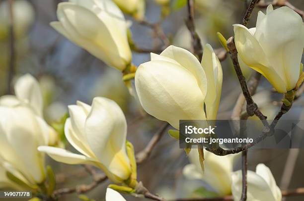 Pinzón Dorado Magnolia Flores Amarillas Foto de stock y más banco de imágenes de Amarillo - Color - Amarillo - Color, Botánica, Cabeza de flor