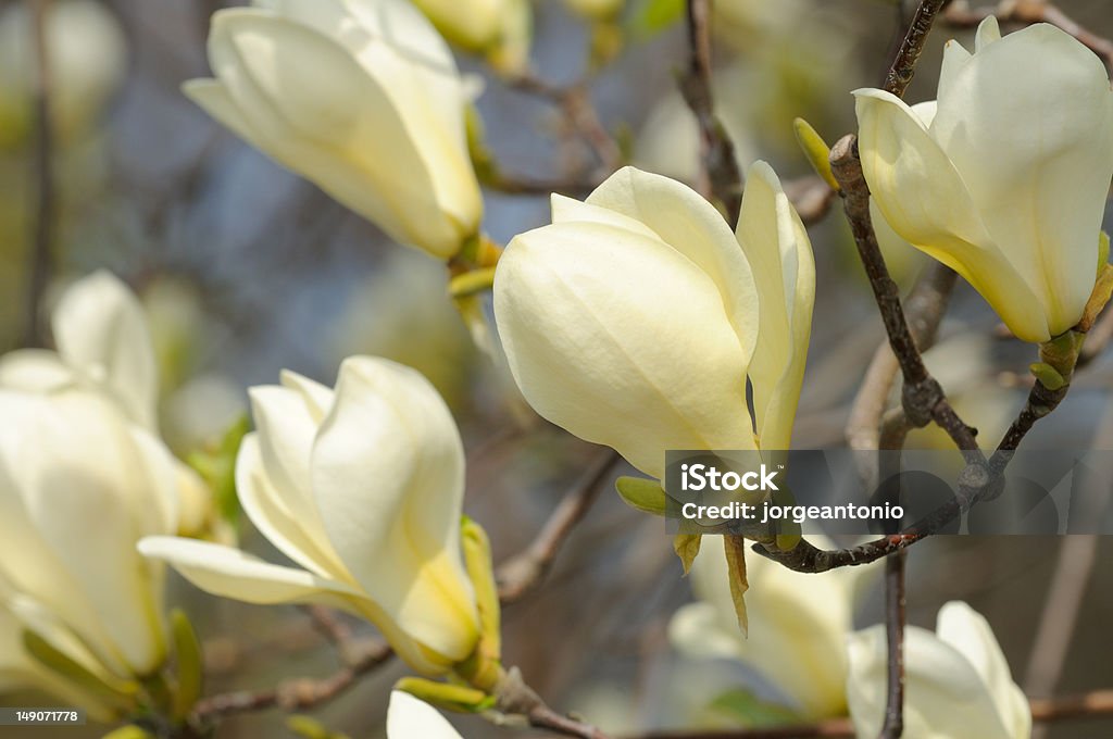 Желтый Goldfinch Магнолия цветы - Стоковые фото Ароматический роялти-фри