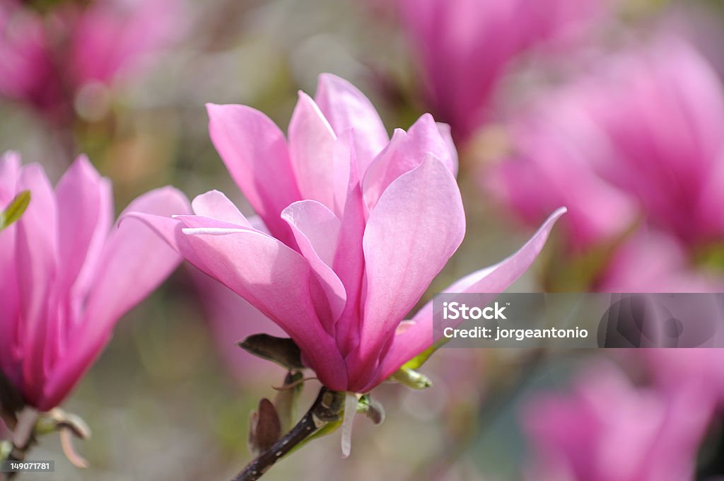 Pink Magnolia Flower on Tree Branch Purple-red flowers of Magnolia Ann on tree branch. Soft, beautiful color gradation of petals from purple to pink. Blossom Stock Photo