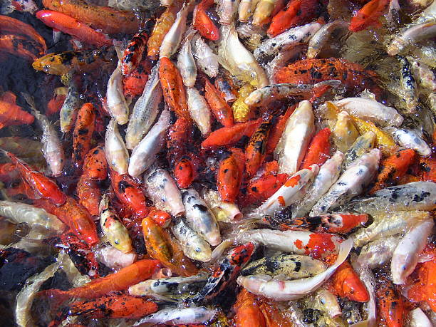 School of Fish stock photo