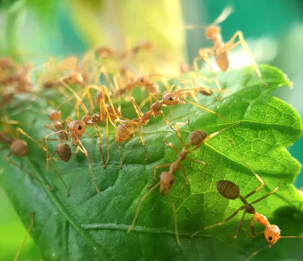 istock An Army of Weaver Ants Constructing Nest 1 1490718678