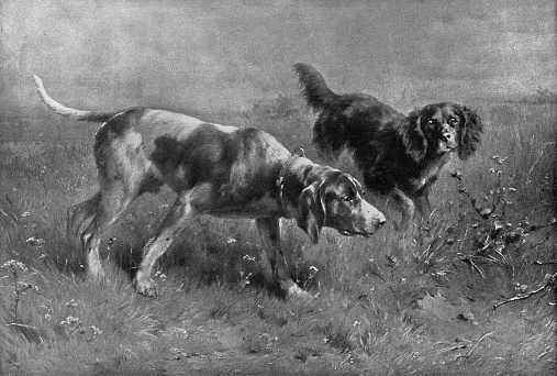 “On the Scent” or “Two Hunting Dogs on the Prowl”, painting by Carl Reichert (circa 19th century). Vintage etching circa late 19th century.
