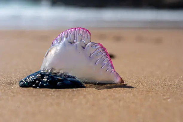 Portuguese man o' war jellyfish washed up on beach