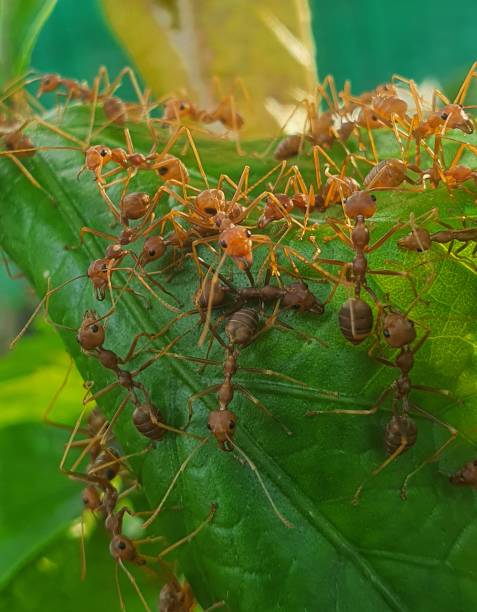 istock An Army of Weaver Ants Constructing Nest 2 1490719785