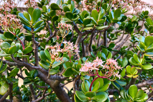 Crassula in bloom (jade tree)