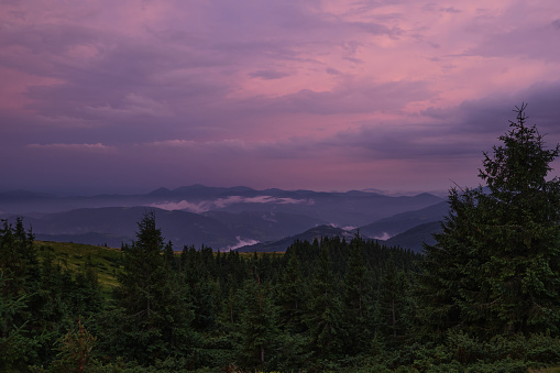 picture panorama landscape of mountains and trees, fir trees after a thunderstorm on the background of stormy dark and beautiful clouds at sunset with purple hues in Tonight