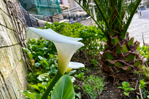 Close up view of Calla Lilies in a valley, Madeira, Portugal