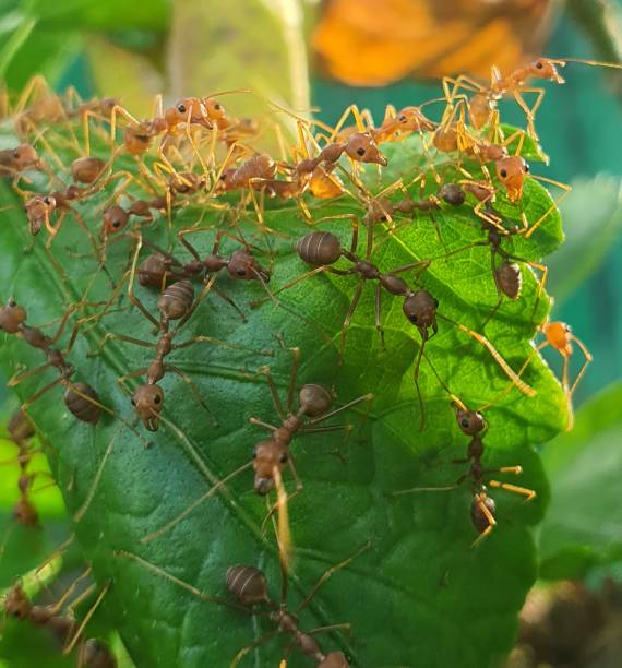 istock An Army of Weaver Ants Constructing. Nest 3 1490720289