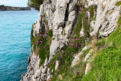 Spring flowers on the rocks by the sea