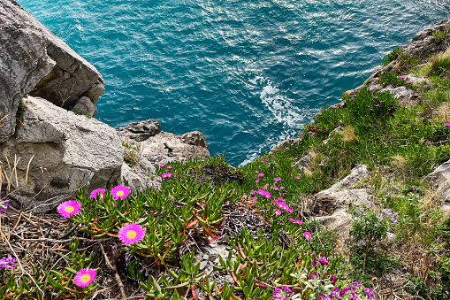 Spring flowers on the rocks by the sea