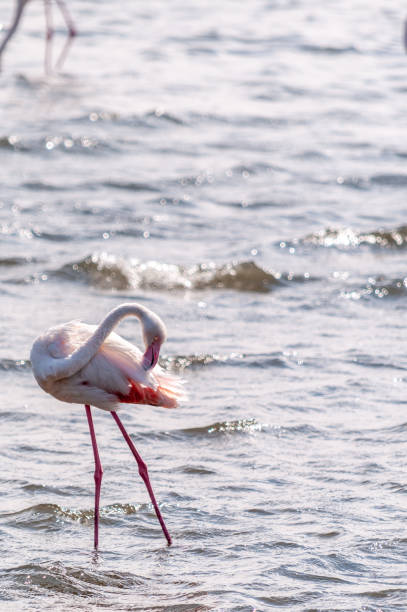 istock Flamingos near Walvis Bay 1490720544