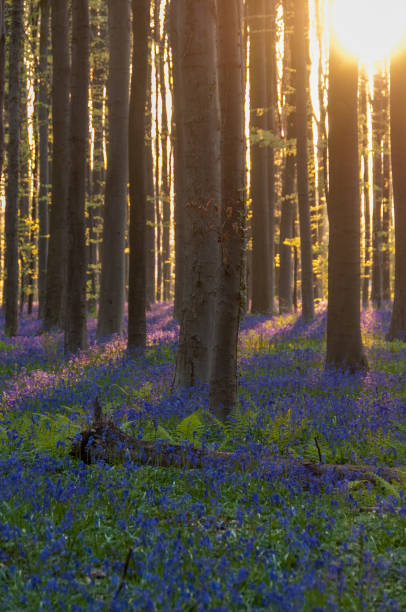 istock Sunrise illuminating bluebells 1490720629