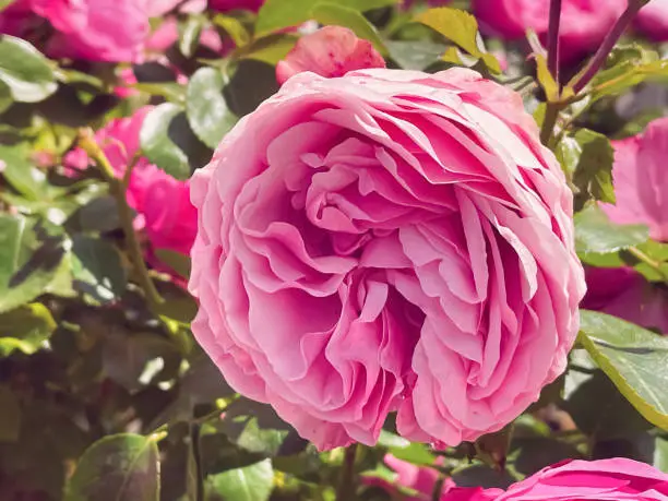 Beautiful shrub rose in summer garden, blooming flowers in Hertfordshire, England in summer, planting and gardening concept