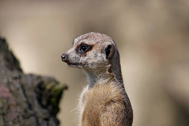 meerkat stock photo