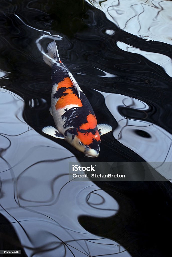 Red white and Black Coy Carp A red, white and black Showa koi carp swimming in a dark pond and distorted by the water. ADOBE RGB (1998) color profile. Koi Carp Stock Photo