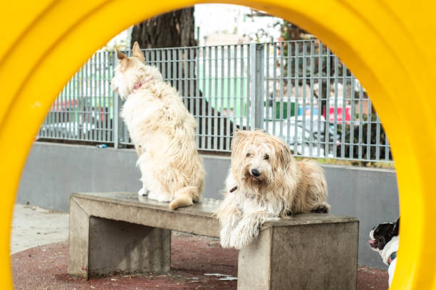istock Dogs sitting on bench the park 1490722706