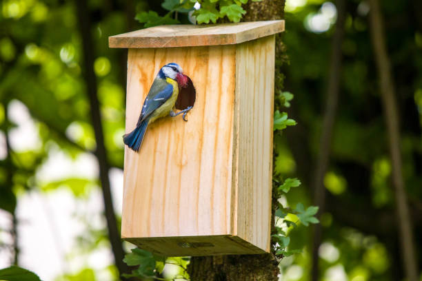 istock a blue tit at a nest box with red wool 1490722784