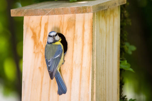 istock a blue tit at a nest box looks towards the camera 1490722803