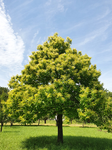 Chestnut tree (Castanea sativa)
