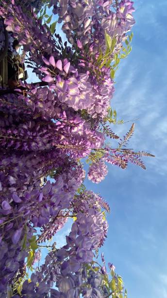 istock A wisteria vine with purple flowers 1490723423