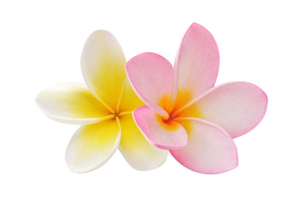 istock Two frangipani flowers on white background 149072352