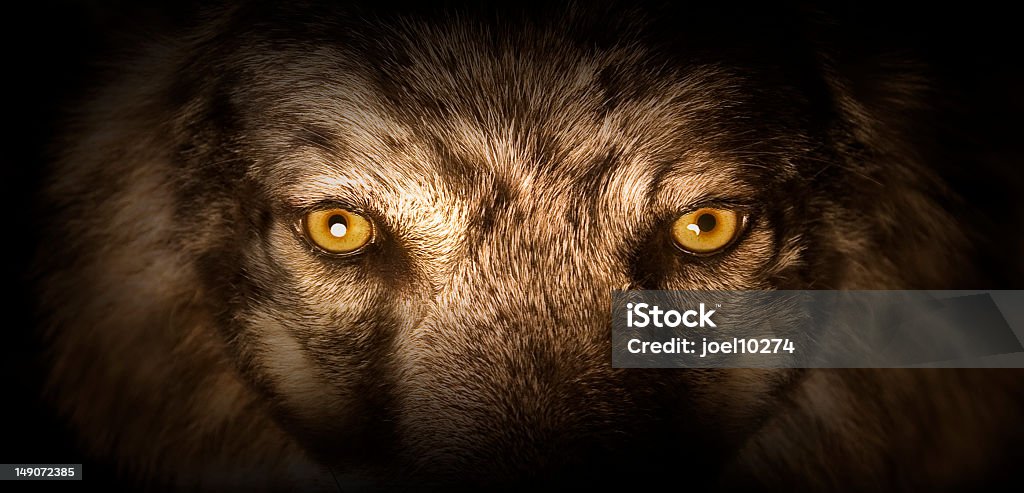 Wolf Eyes The intense stare of a beatiful wild wolf. Wolf Stock Photo