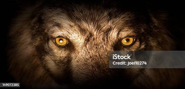 Wolf Eyes Stock Photo - Download Image Now - Wolf, Dog, Aggression