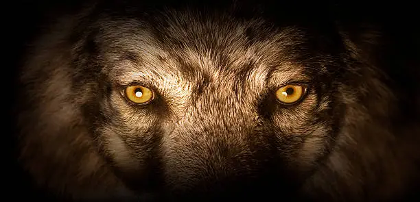 The intense stare of a beatiful wild wolf.