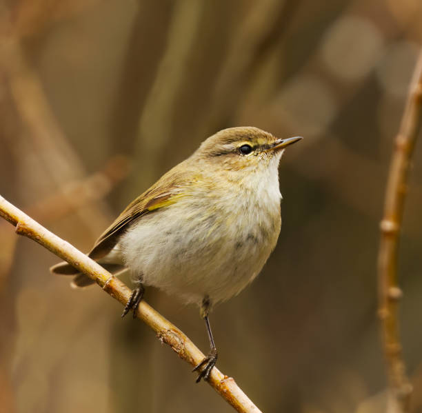 istock Common chiffchaff (Phylloscopus collybita) perched on a willow branch in the forest in spring. 1490723963