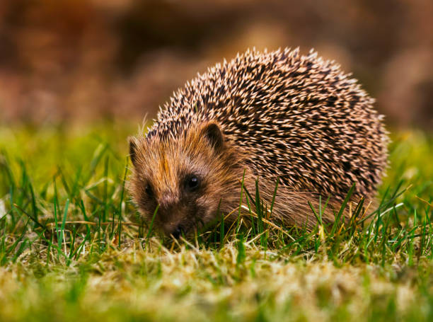 istock European hedgehog (Erinaceus europaeus) feeding in the garden in spring. 1490723988