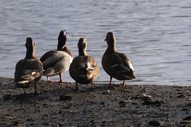 Anatre in piedi sulla riva - foto stock