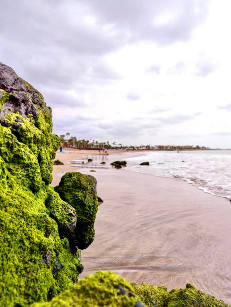View of Playa Matagorda, Lanzarote, Canary Islands stock photo
