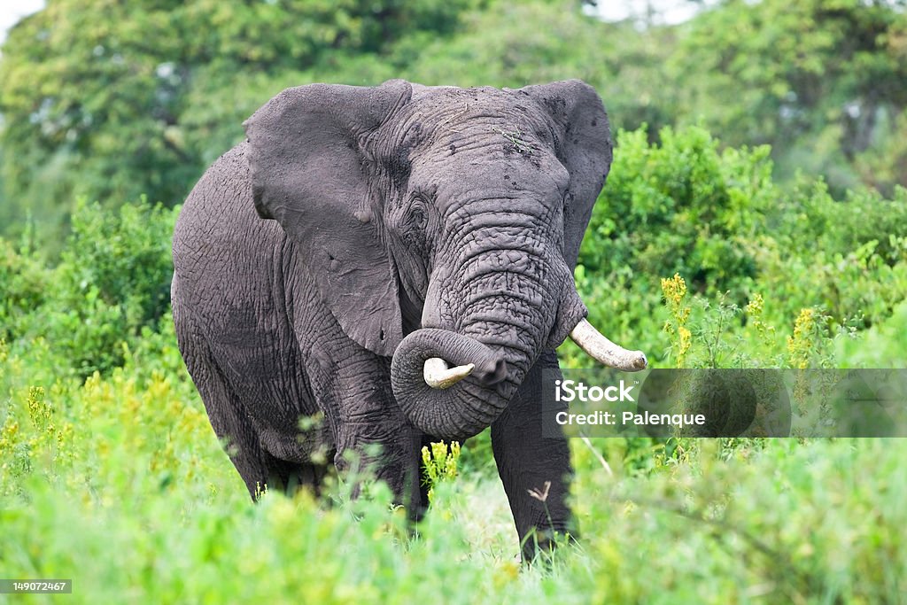 아프리카코끼리 - 로열티 프리 관목 스톡 사진