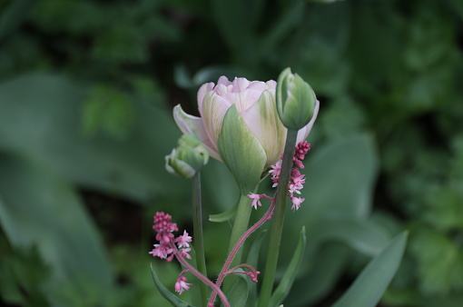 Liliaceae family and Saxifragaceae family. 
A small hercherella (Foamy Bells) with vivid pink plant stems intertwines a larger pastel pink Angelique Tulip.  Selective focus on the foreground. Dark green foliage background in springtime. Location in Metro Vancouver, Canada.