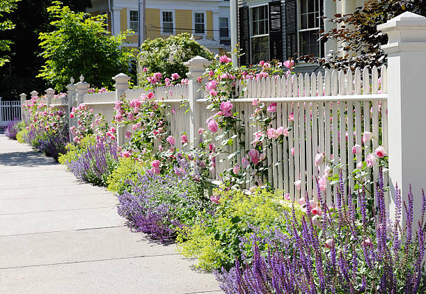 istock White Fence with Roses in Late Spring 149072477