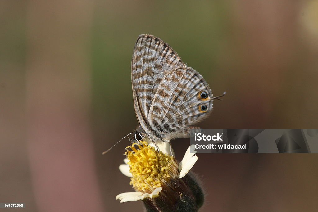 Wspólne Hairtail Baby Butterfly - Zbiór zdjęć royalty-free (Bez ludzi)