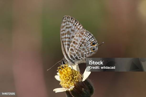 Wspólne Hairtail Baby Butterfly - zdjęcia stockowe i więcej obrazów Bez ludzi - Bez ludzi, Fotografika, Horyzontalny