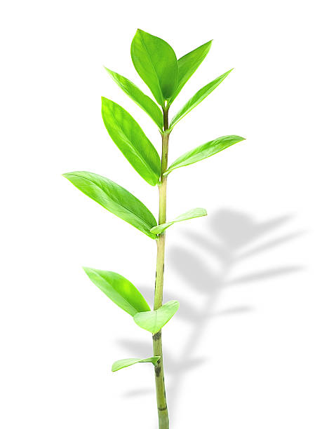 istock Shoots of the plants 149072574
