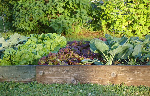 istock A small garden surrounded by wood detail 149072608