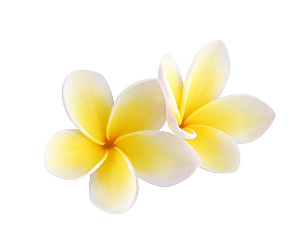 Two frangipani flowers - isolated, path included stock photo