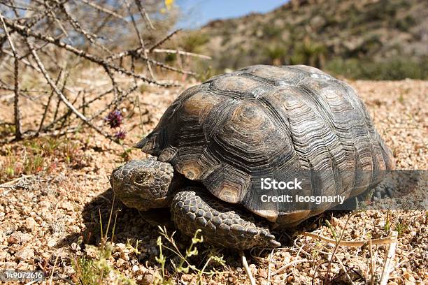 Wüstenschildkröte Stockfoto und mehr Bilder von Wüstenschildkröte - Wüstenschildkröte, Fotografie, Horizontal