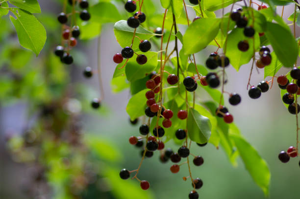 Prunus padus bird cherry hackberry tree branches with hanging black and red fruits, green leaves in autumn daylight, herbal berry medicine