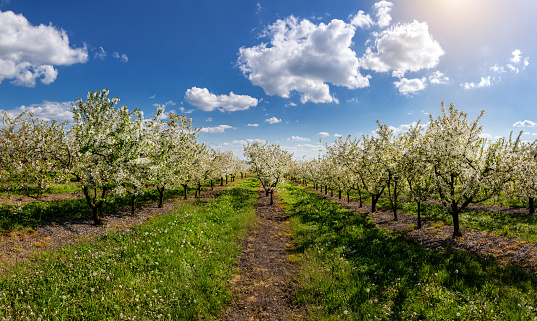 Beautiful apple blossom in an apple orchard