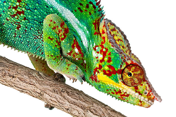 istock Closeup of colorful Chameleon 149072722
