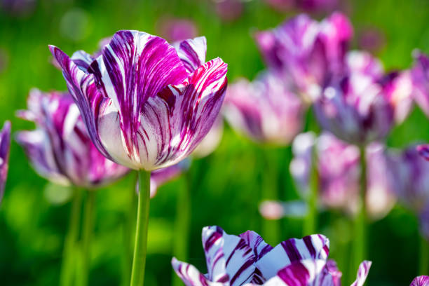 Colorful Rembrand tulips, which were extremely popular in 17th century Holland, and the reason for the speculative market bubble for bulbs, known as Tulip Mania