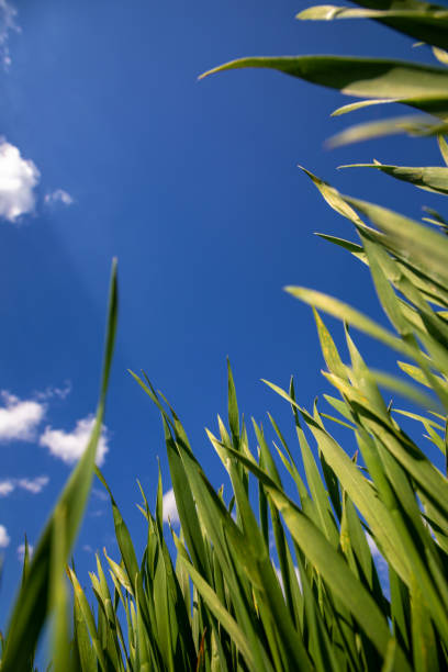 istock Texture of green grass on a spring day against a blue sky. 1490727365