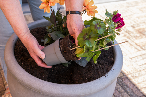 Senior female taking fresh plants with red flowers out of a plastic flower pot, to plant in a big garden pot. Gardening, senior, female, woman, springtime
