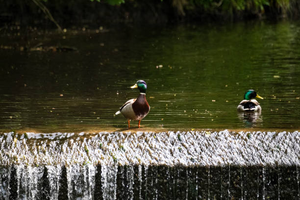 Pool over weir with two male mallards watching.